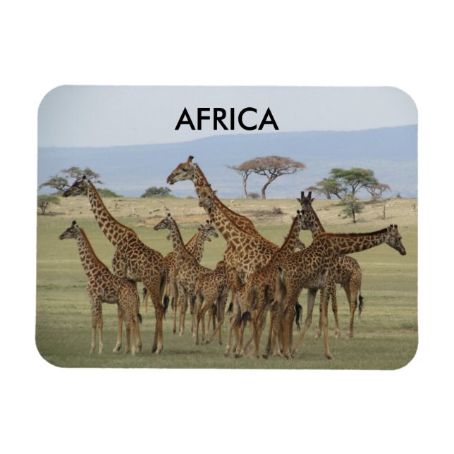 Giraffen Africa Magnet (Horizontal)