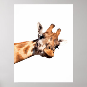 Giraffen afrikanisches Tierporträt Poster