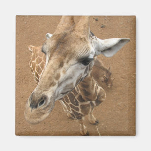 Giraffen-Anstarren-Magnet Magnet