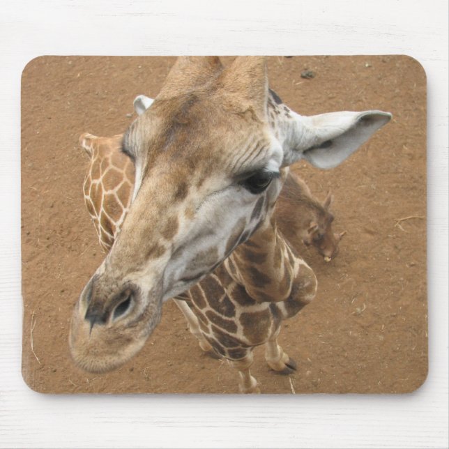 Giraffen-Anstarren-Mausunterlage Mousepad (Vorne)