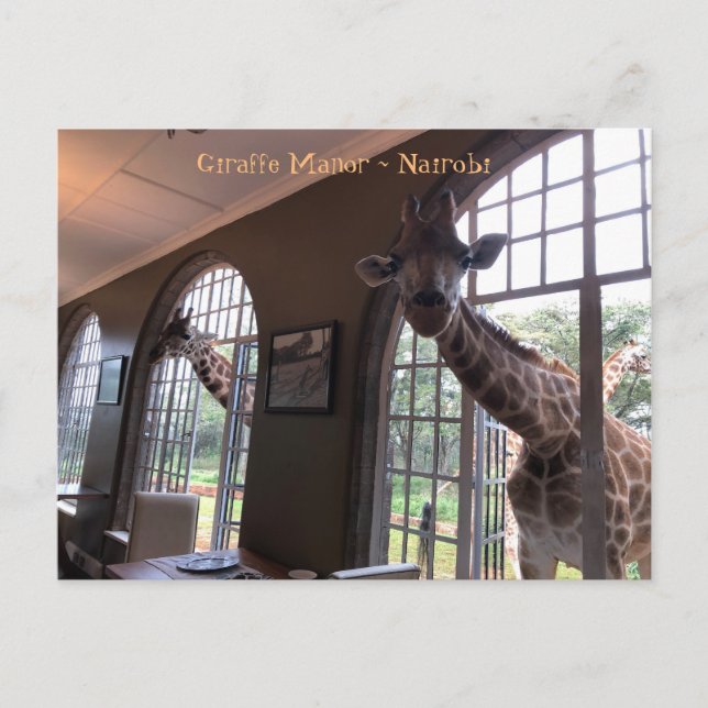 Giraffen auf dem Giraffe-Schloss in Nairobi Postkarte (Vorderseite)