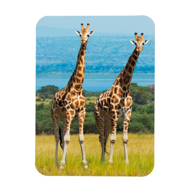 Giraffen auf der Savanna, Uganda Magnet (Vertikal)
