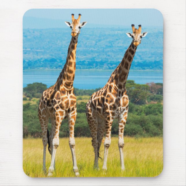 Giraffen auf der Savanna, Uganda Mousepad (Vorne)