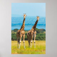 Giraffen auf der Savanna, Uganda
