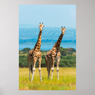 Giraffen auf der Savanna, Uganda Poster