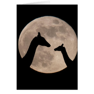 Giraffen auf Vollmond