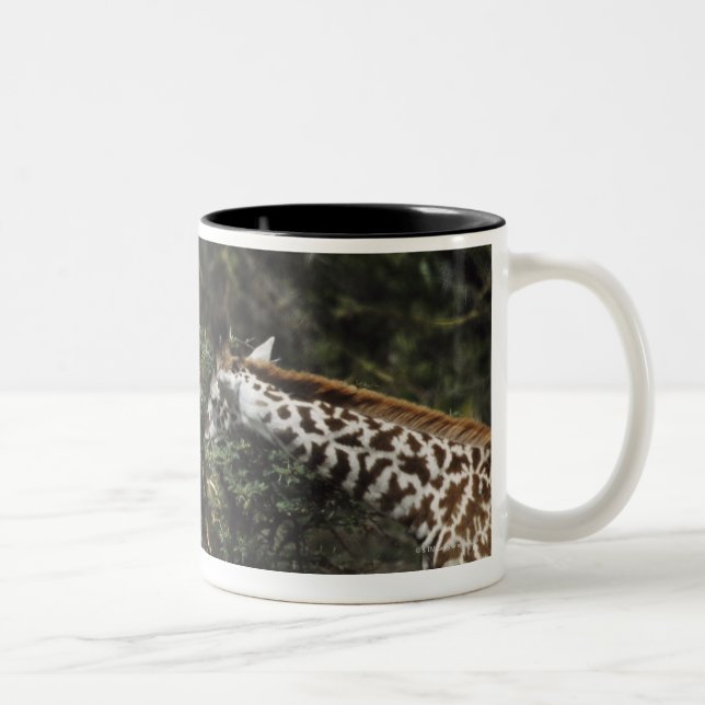 Giraffen, die auf Akazien-Niederlassung, Afrika Zweifarbige Tasse (Rechts)