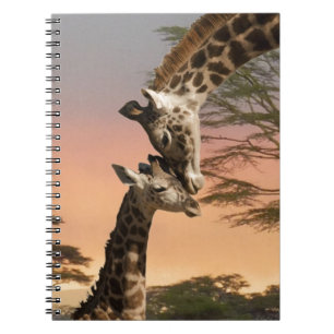 Giraffen, die sich grüßen notizblock