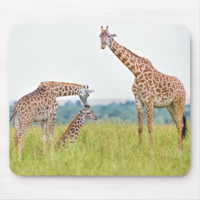 Giraffen-Familie Getty Bild-| Mousepad (Vorne)