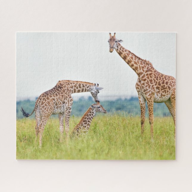 Giraffen-Familie Getty Bild-| Puzzle (Horizontal)