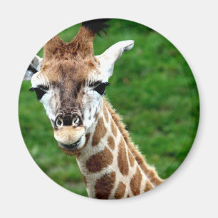 Giraffen-Foto-runder Magnet