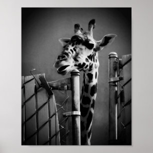 Giraffen-Fotografie - Vintage-Stil Poster