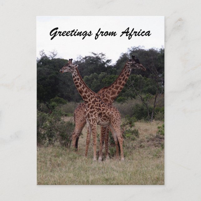 Giraffen gekreuzt postkarte (Vorderseite)