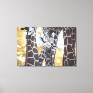Giraffen im Zoo von Tama, Zoo von Tama, Tokio Leinwanddruck