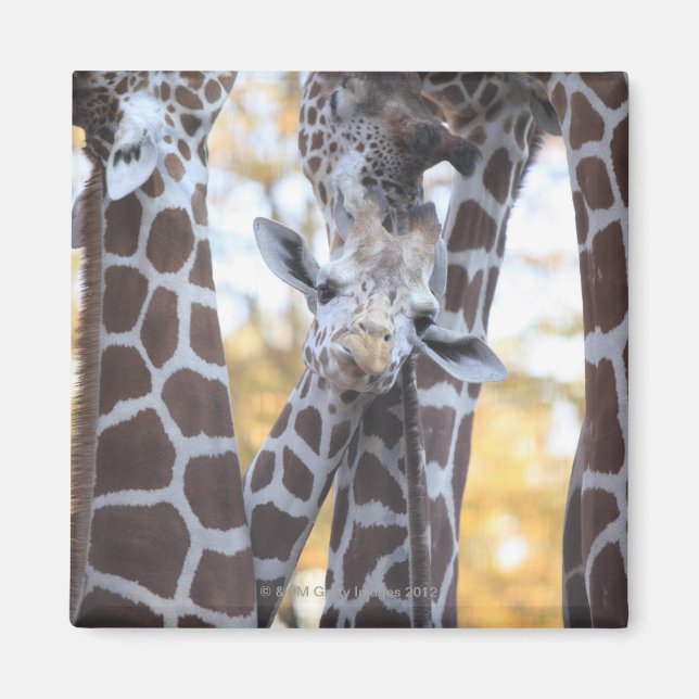 Giraffen im Zoo von Tama, Zoo von Tama, Tokio Magnet (Vorne)