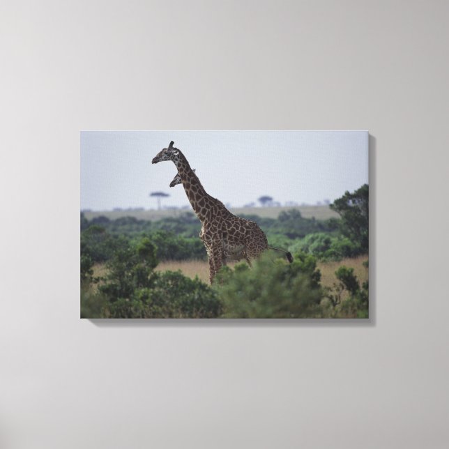 Giraffen in Afrika Leinwanddruck (Vorderseite)