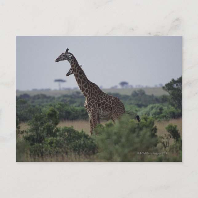 Giraffen in Afrika Postkarte (Vorderseite)