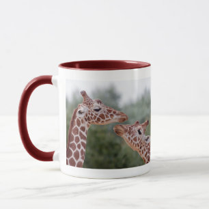Giraffen in der Tasse der Liebe