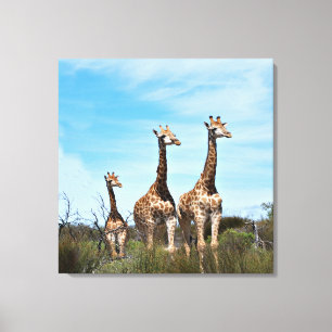 Giraffen in Endloser Aussicht Leinwanddruck