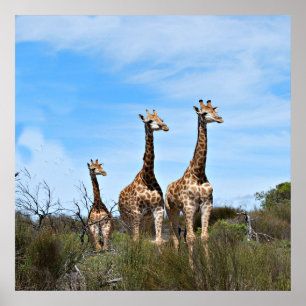 Giraffen in himmelwärts gerichteter Stille Poster