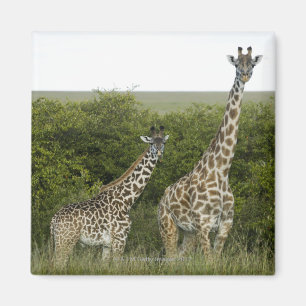 Giraffen in Kenia, Afrika 2 Magnet