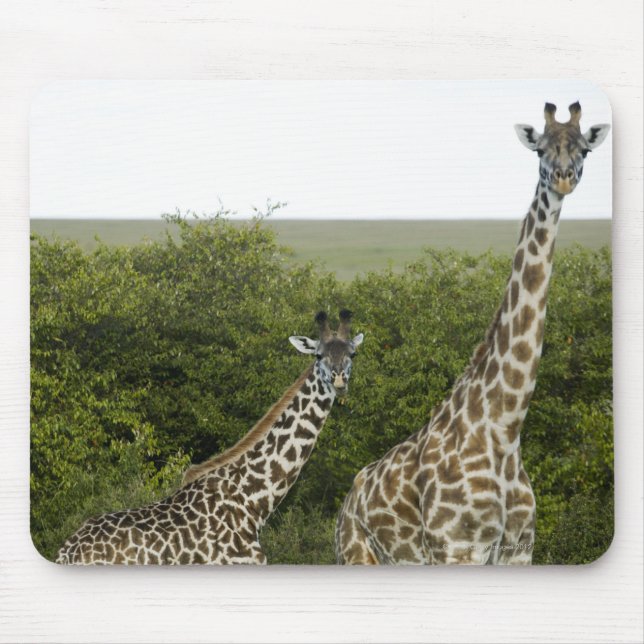 Giraffen in Kenia, Afrika 2 Mousepad (Vorne)