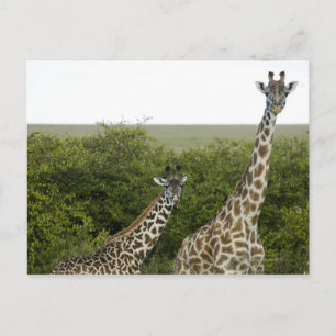 Giraffen in Kenia, Afrika 2 Postkarte