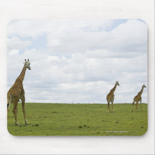 Giraffen in Kenia, Afrika Mousepad