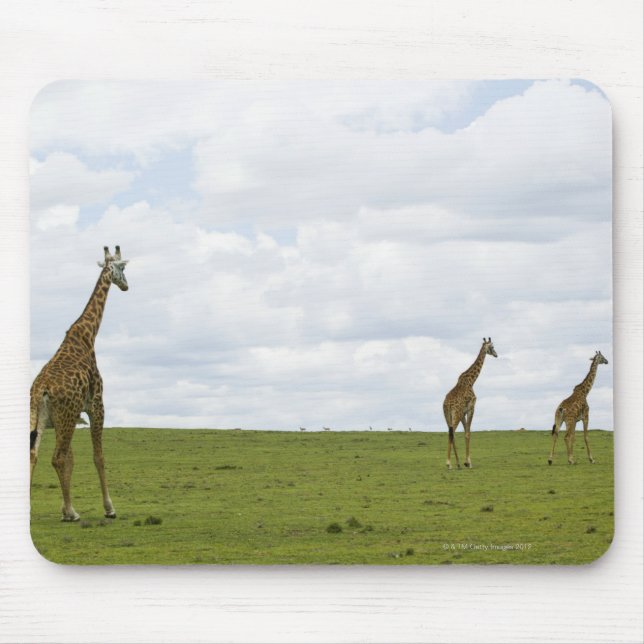 Giraffen in Kenia, Afrika Mousepad (Vorne)