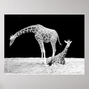 Giraffen in Schwarz und Weiß Poster