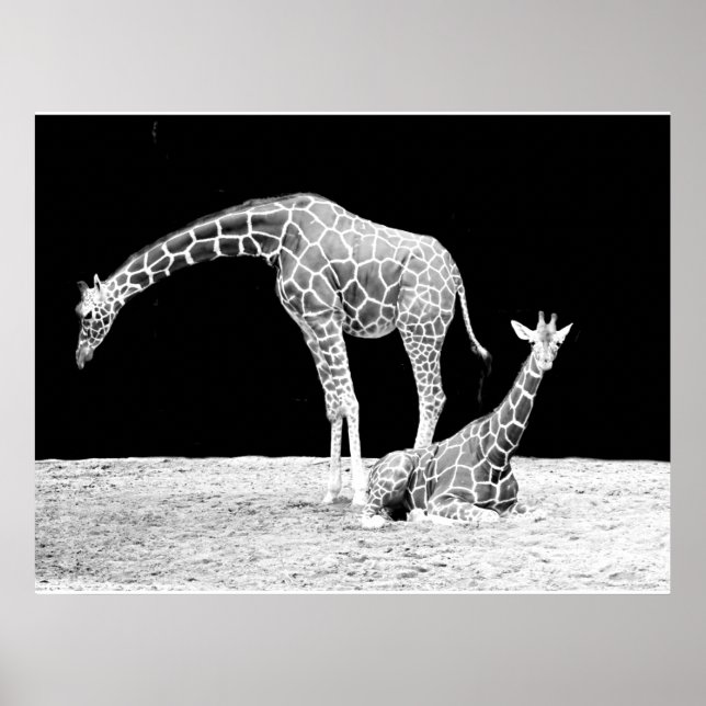 Giraffen in Schwarz und Weiß Poster (Vorne)