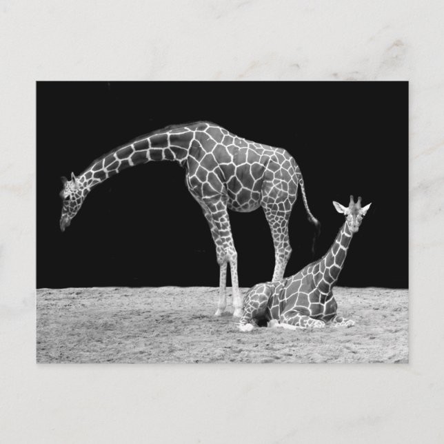 Giraffen in Schwarz und Weiß Postkarte (Vorderseite)