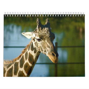 Giraffen Kalender