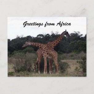 Giraffen Kreuzgrüße Postkarte