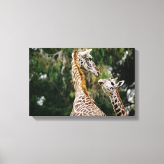 Giraffen Leinwanddruck