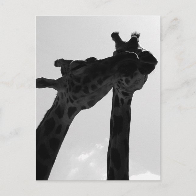 Giraffen-Liebe Postkarte (Vorderseite)