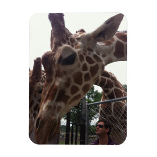 Giraffen Magnet
