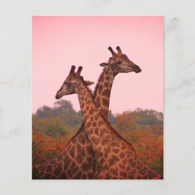 Giraffen mit rosa Himmel (Vorderseite)