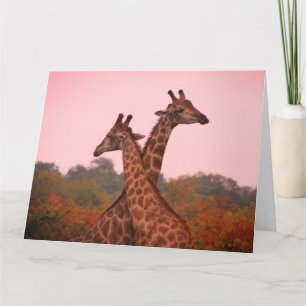 Giraffen mit rosa Himmel Karte
