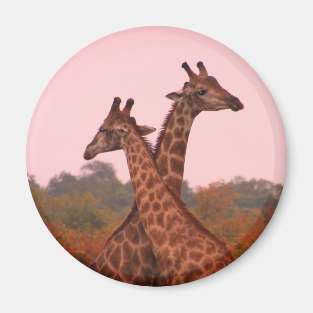 Giraffen mit rosa Himmel Magnet (Vorne)