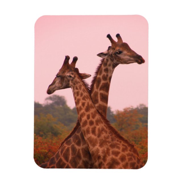 Giraffen mit rosa Himmel Magnet (Vertikal)