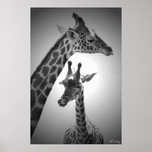Giraffen, Mutter und Kind Poster (Vorne)