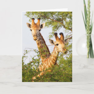 Giraffen Peeking über Vegetation Karte