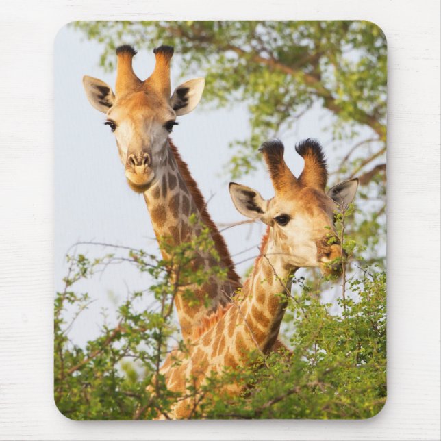 Giraffen Peeking über Vegetation Mousepad (Vorne)