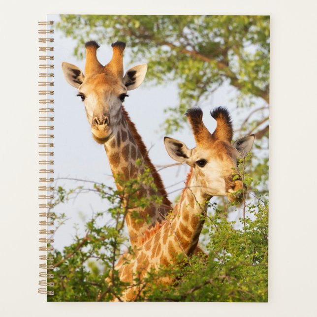 Giraffen Peeking über Vegetation Planer (Vorderseite)