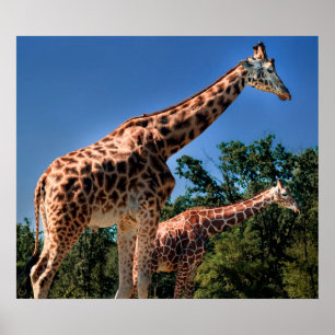 Giraffen Poster