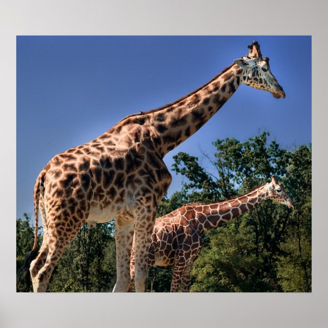 Giraffen Poster (Vorne)