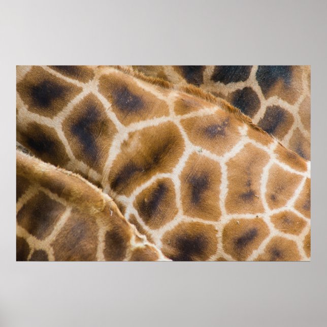 Giraffen Poster (Vorne)