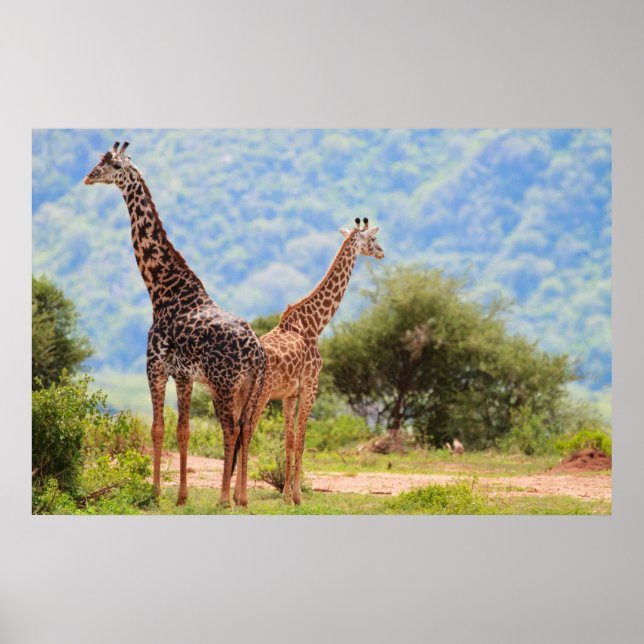 Giraffen Poster (Vorne)