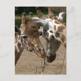 Giraffen Postkarte